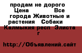 продам не дорого › Цена ­ 10 000 - Все города Животные и растения » Собаки   . Калмыкия респ.,Элиста г.